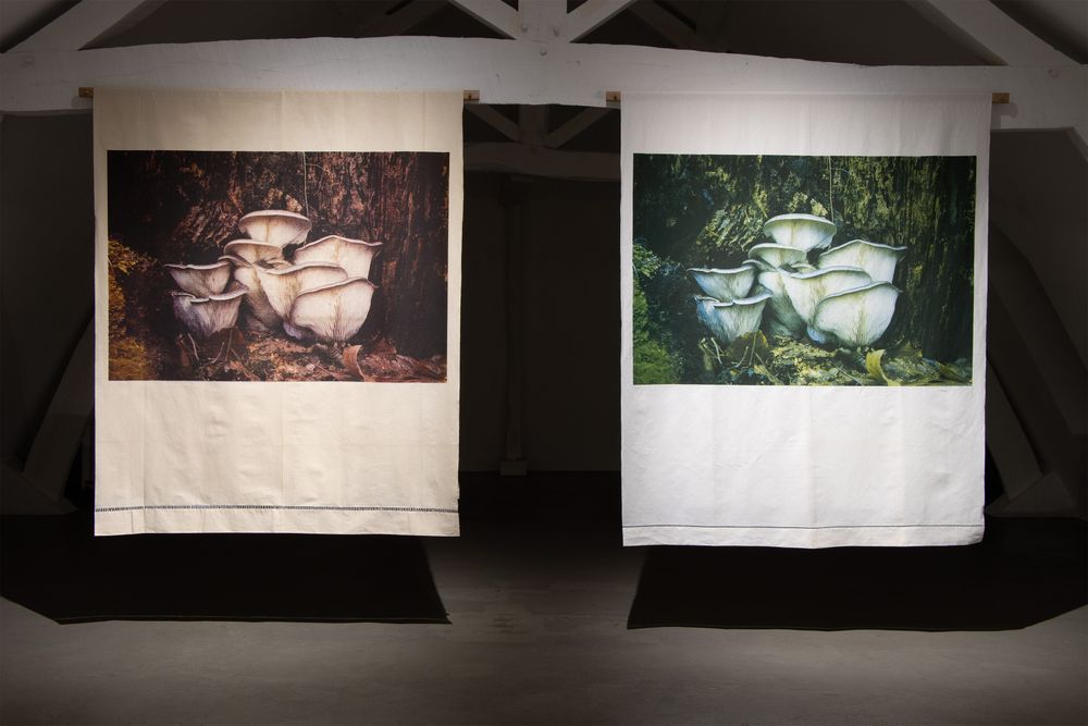 Twee grote textieldoeken hangen naast elkaar in een ruimte, elk bedrukt met een close-up van witte paddenstoelen tegen een donkere bosachtergrond.