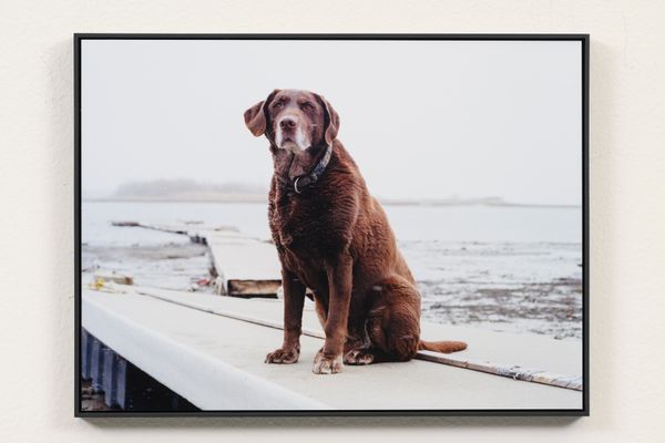 Foto van een bruine hond die zit op een steiger bij het water, met een mistig landschap op de achtergrond. De afbeelding is ingelijst en hangt aan een lichte muur.