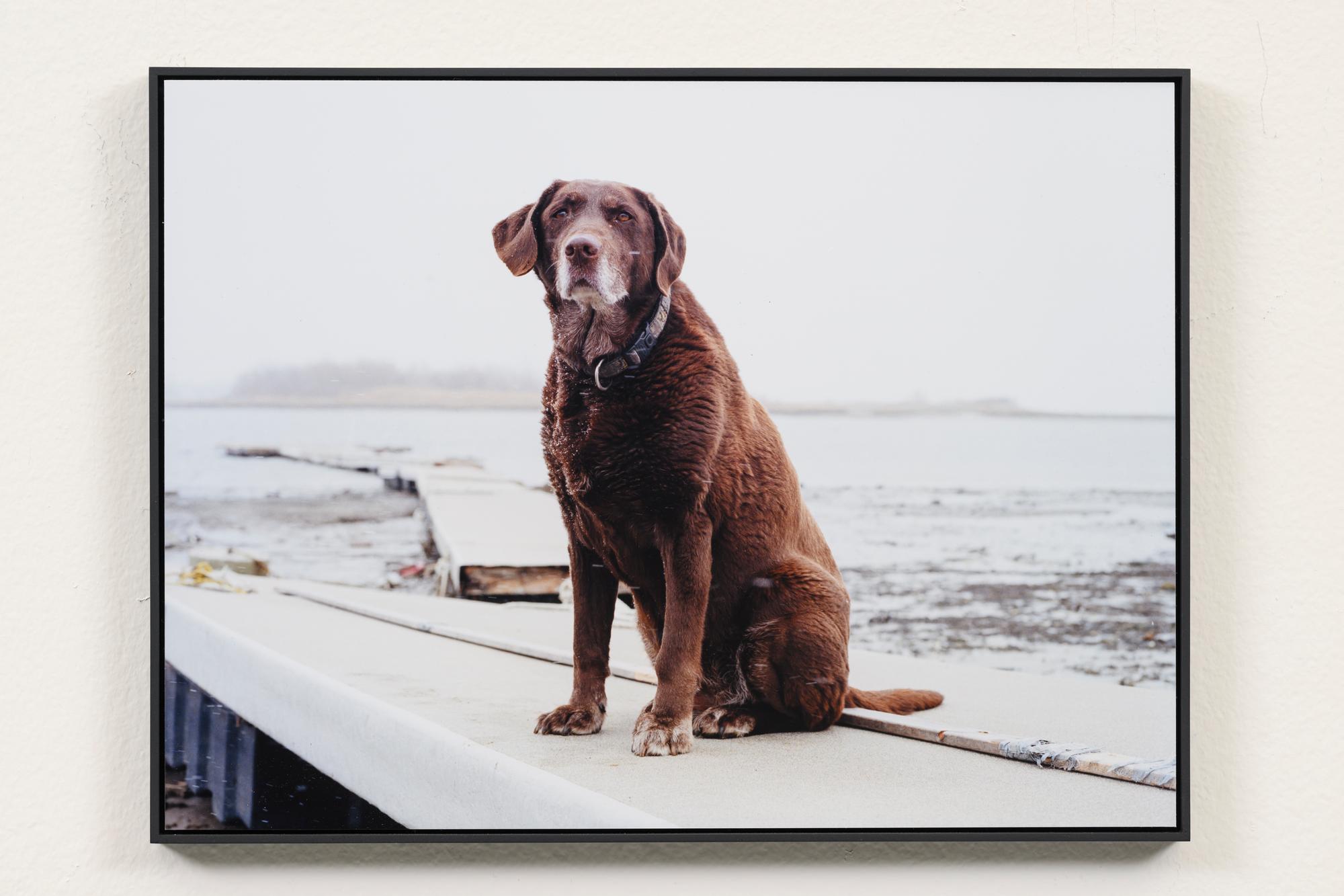 Foto van een bruine hond die zit op een steiger bij het water, met een mistig landschap op de achtergrond. De afbeelding is ingelijst en hangt aan een lichte muur.