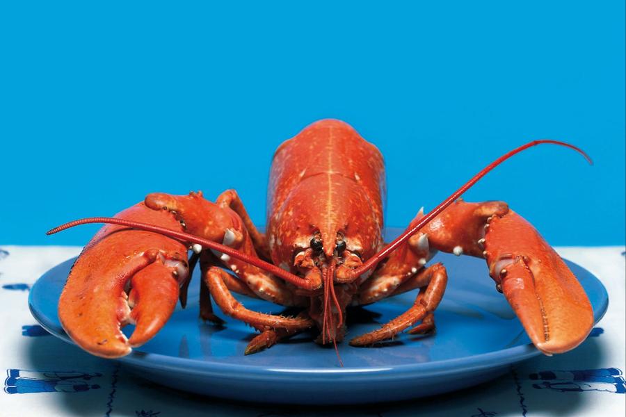 Afbeelding van het boek 'Het diner' van Herman Koch, een kreeft op een blauw bord voor een blauwe achtergrond. 