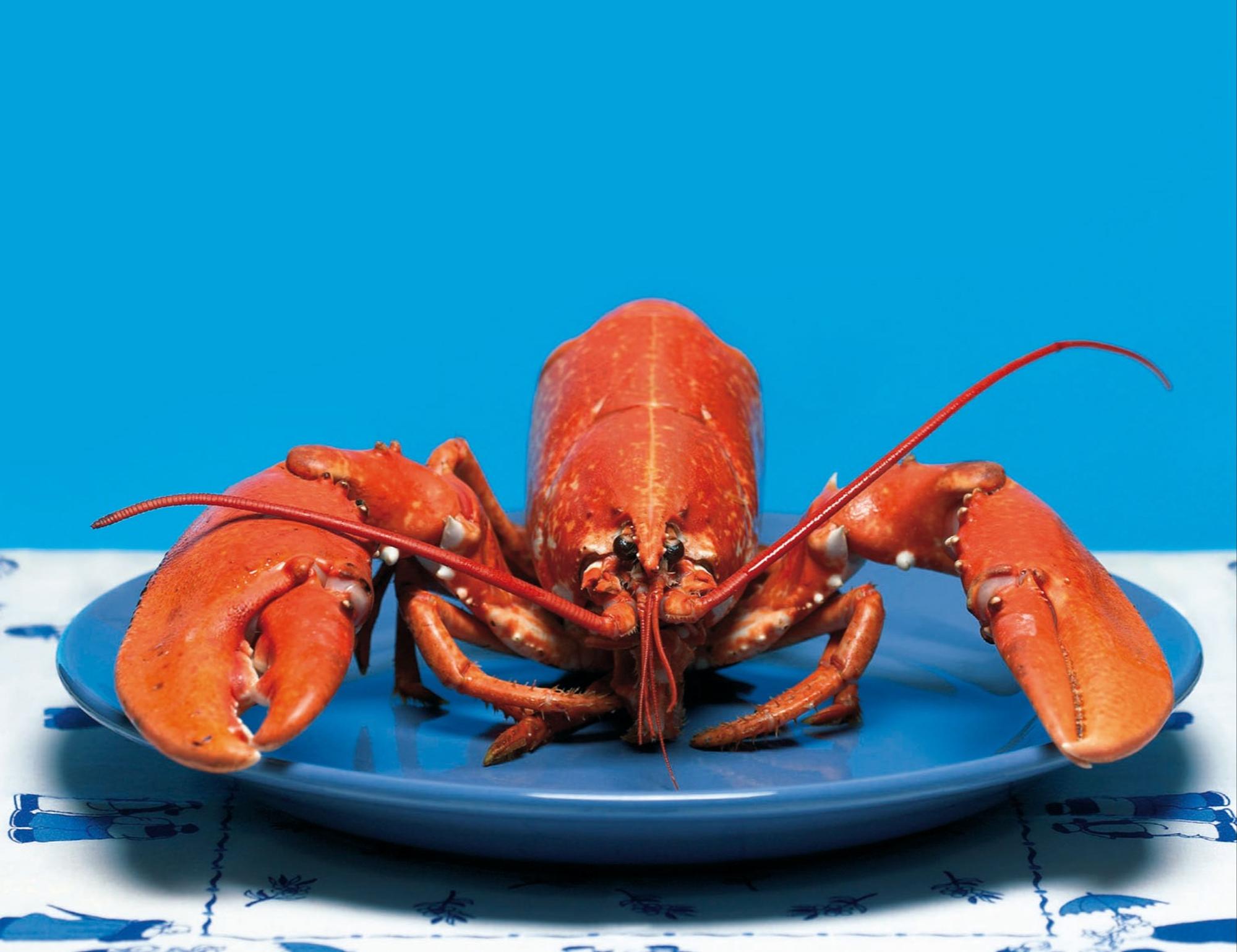 Afbeelding van het boek 'Het diner' van Herman Koch, een kreeft op een blauw bord voor een blauwe achtergrond. 