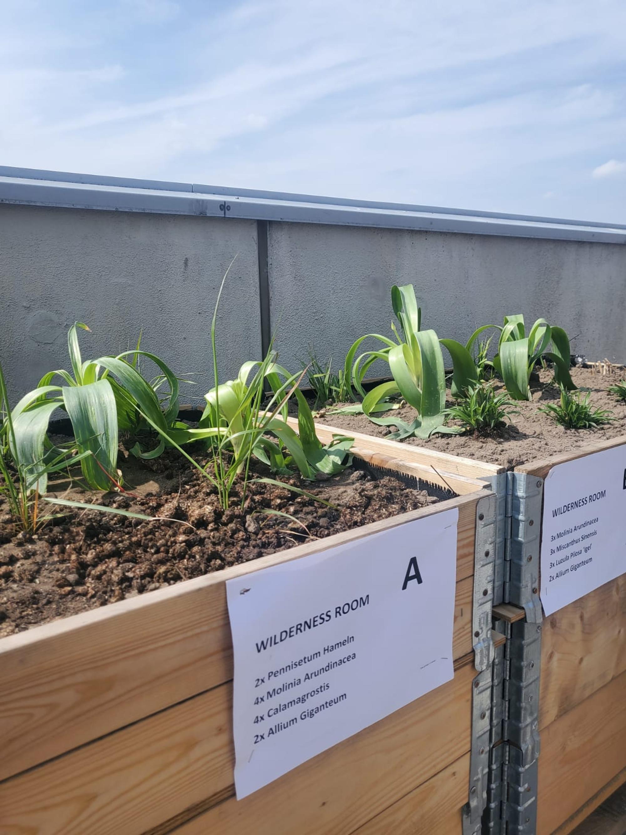 Rooftop+beplanting+2