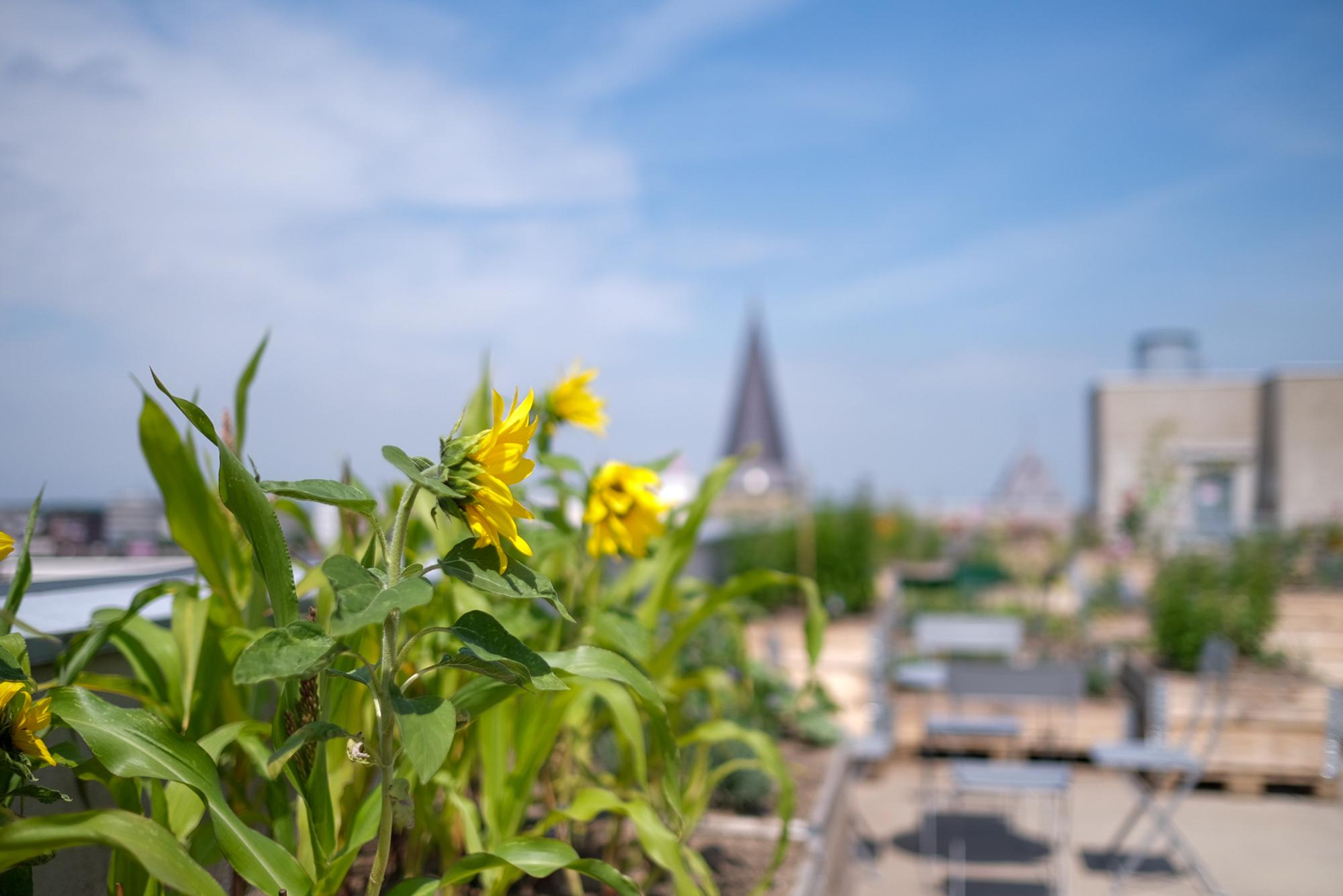 Zonnebloemen in de rooftop-tuin. 