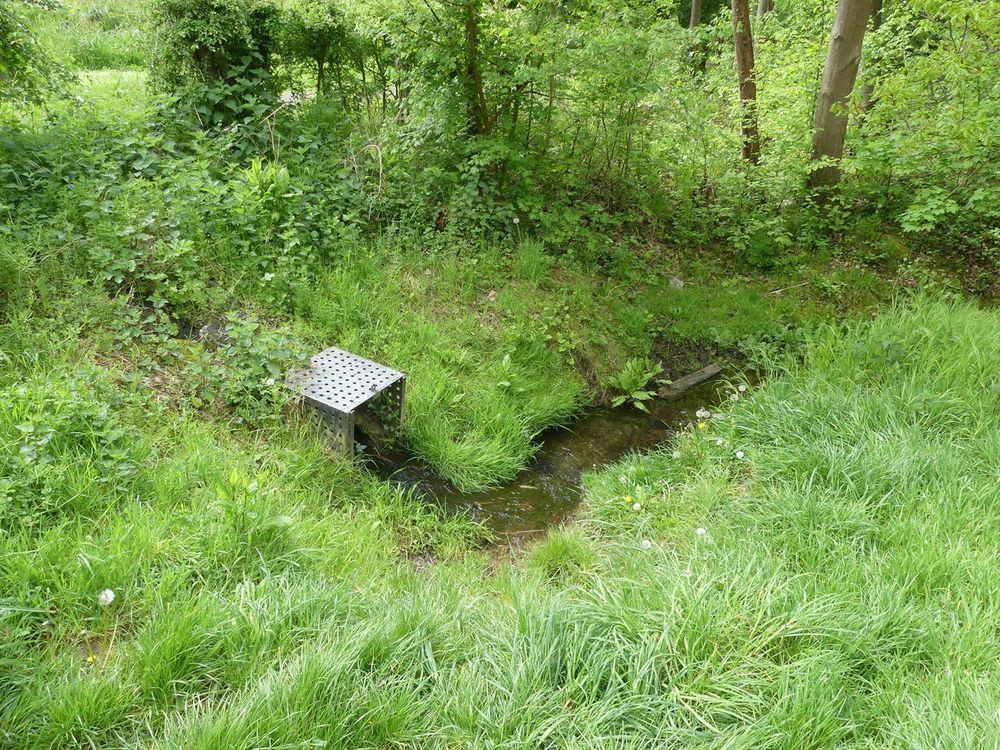 Kleine waterstroom met metalen rooster in een groen, grasrijk en bebost gebied, omgeven door planten in een lente- of zomerse setting.