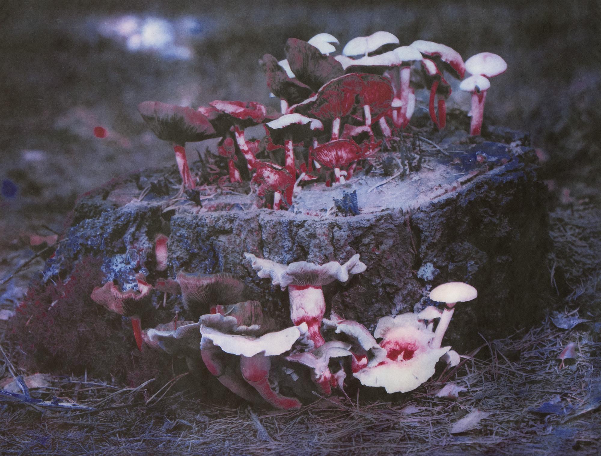 Fotografische ets van Gladys Zeevaarders met rood-witte paddenstoelen die groeien op een boomstronk in een donkere, bosachtige omgeving.