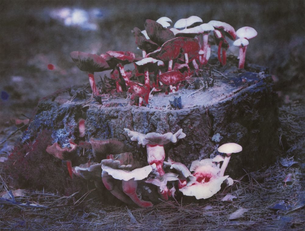 Fotografische ets van Gladys Zeevaarders met rood-witte paddenstoelen die groeien op een boomstronk in een donkere, bosachtige omgeving.