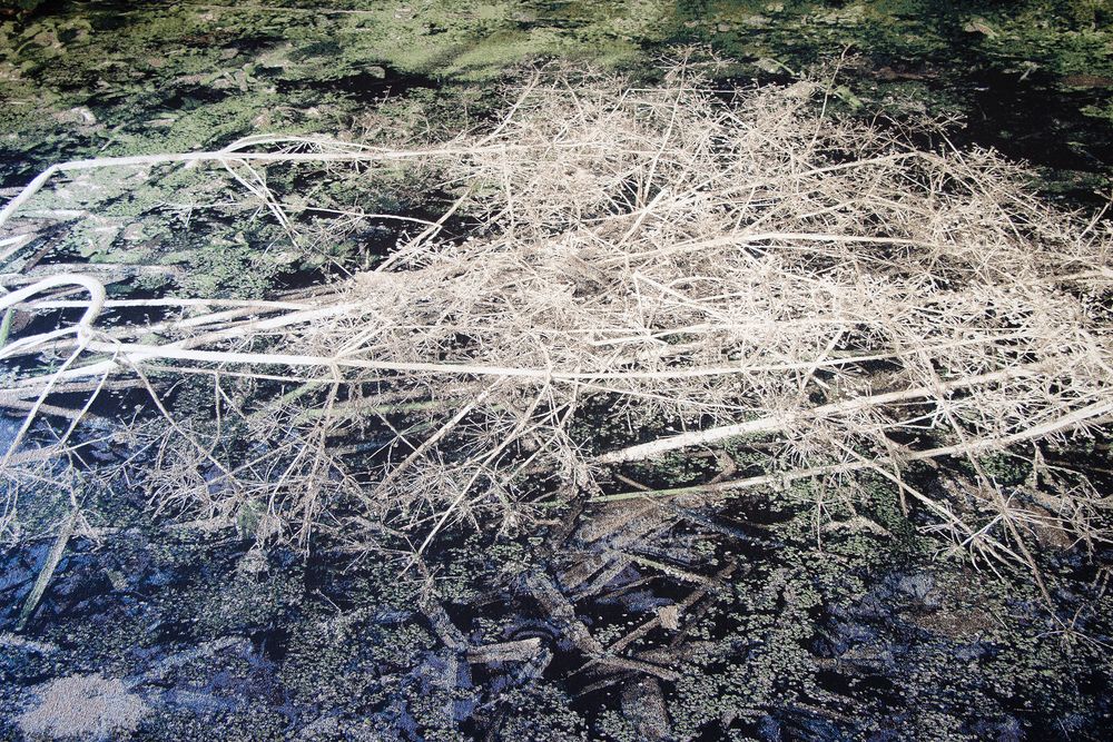 Detail van een wateroppervlak met drijvende takken en plantenresten, omringd door groen en algen.