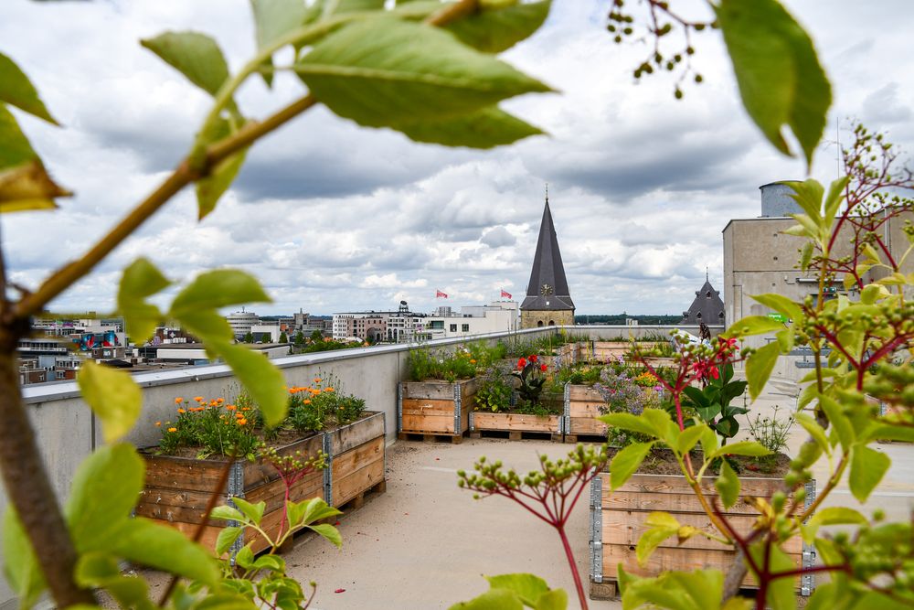 Uitzicht vanaf een groene daktuin met houten plantenbakken vol bloemen. Op de achtergrond is de kerktoren van Heerlen zichtbaar onder een bewolkte hemel, geframed door bladeren op de voorgrond.