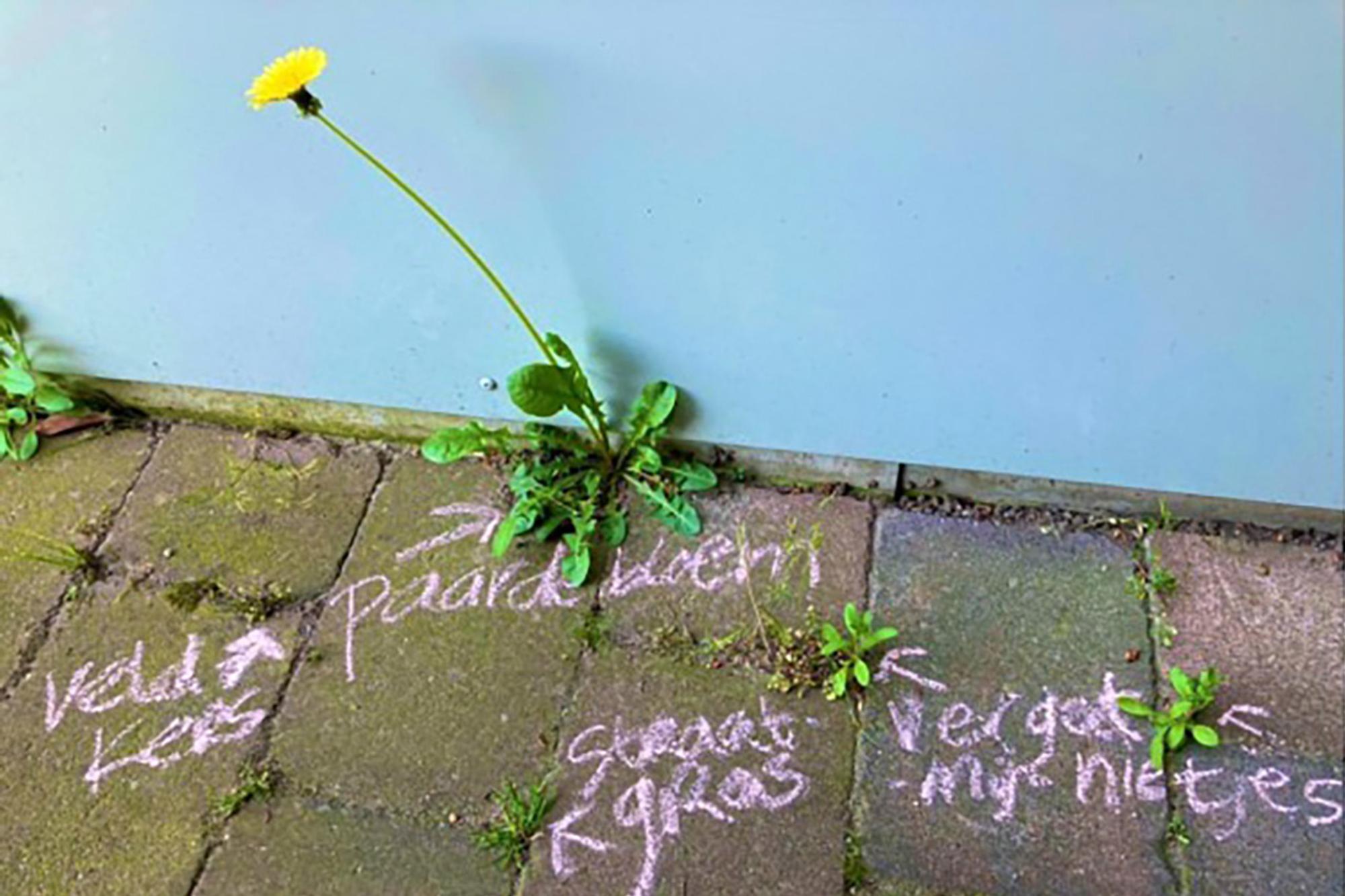 Stoepplantjes Wandeling