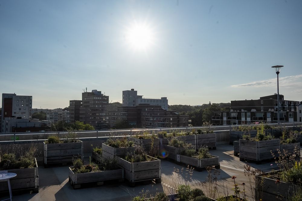 Rooftop Daktuin Augustus 2023